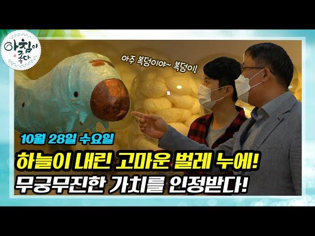 누에의 변신은 무죄! 이제 더이상 단순히 명주실만 선물하던 누에가 아니다??!! | 아침이 좋다 | 10월 28일
