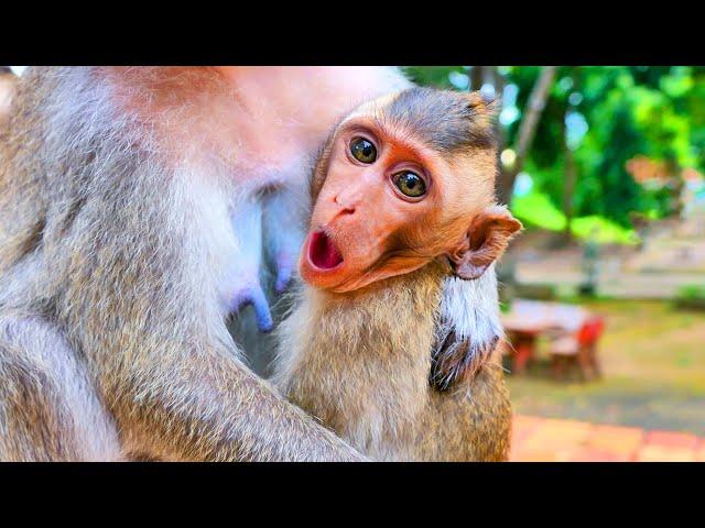 Sweet family story  Best family of monkey Maya and old mother Arina #sweet and funny