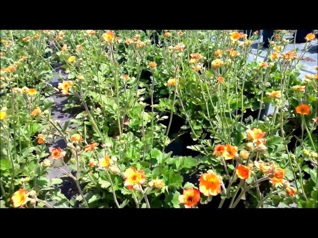 Best Perennials - Geum 'Totally Tangerine' (Aven)