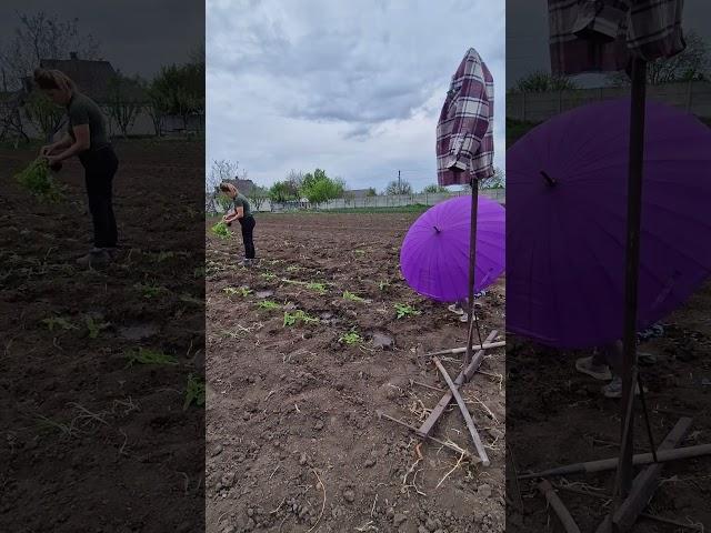 висадила 1 частину розсади томатів #село #селянка #сільськийблог #селянка #деньвдеревне #село #деньв