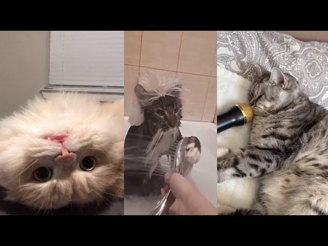 Смешные Коты Tik Tok  Лучшие приколы тик ток Funny cats compilation  Подборка #12