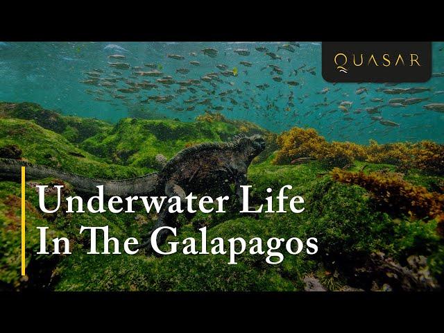 Underwater Life In The Galapagos: Marine Life & Galapagos Islands Fish