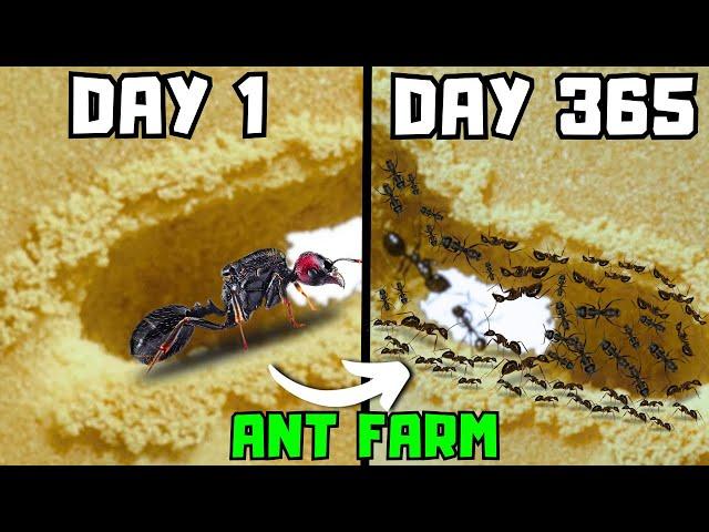 One Year Ago I Got An Ant Queen, This Happened