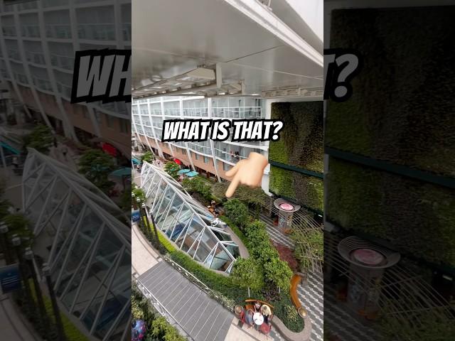 That’s JUST WEIRD! Look Who’s Peeping in on this Massive Cruise Ship? 