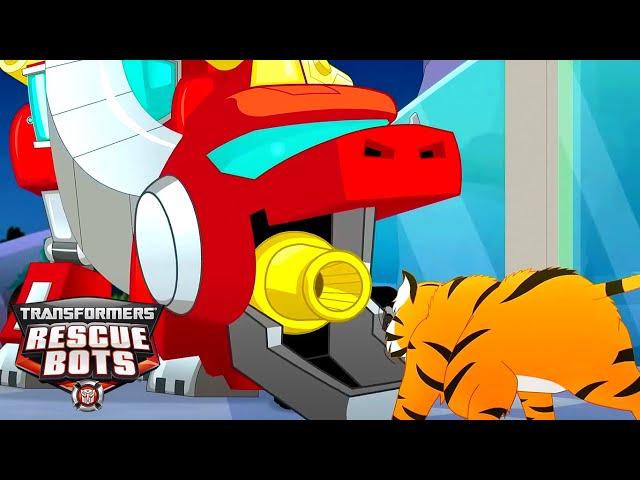 Transformers: Rescue Bots | Dinobot VS Tiger  | FULL Episode | Kids Cartoon | Transformers Junior