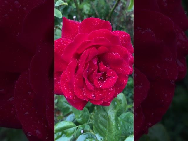 #rose #rain #harmony #perfect #дождь#поддождём#роза#shortsfeed #shortvideo #мойсад #garden#домашнее