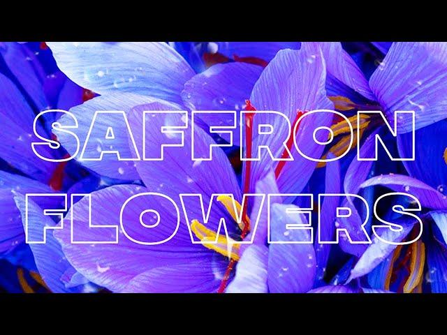 [Free] Melody Loop Kit 2021 - "Saffron Flowers" (Sahbabii, Mayot, Yung Bans)