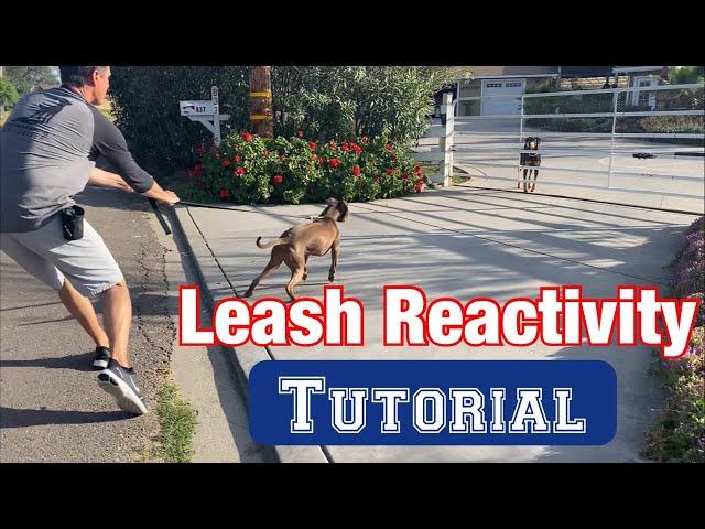 Watch a leash reactivity session//no treats or shocks!