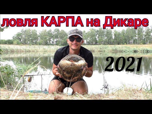 ловля карпа на горох!!! Как ловить карпа, сазана на диком водоеме, дикаре!!!