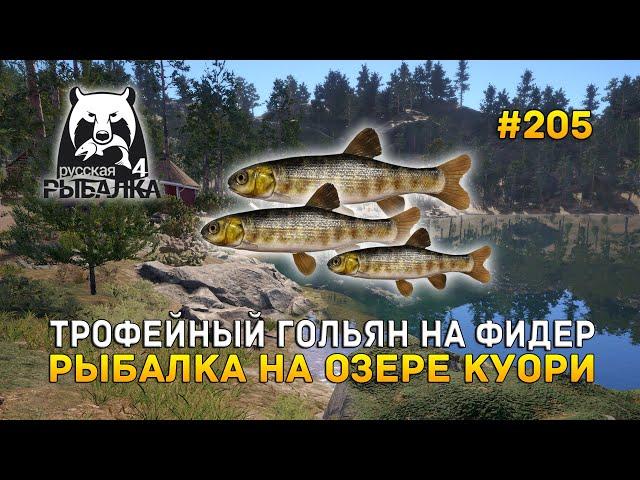 Трофейный Гольян на Фидер. Рыбалка на озере Куори - Русская Рыбалка 4 #205