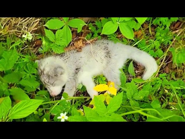 Young Couple Saves Crying Baby Fox. You Won't Believe What Happens Next