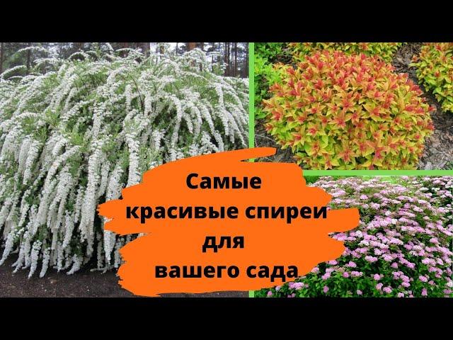 Самые красивые СПИРЕИ, которые украсят любой сад