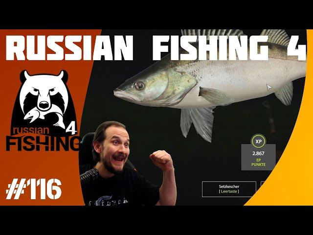 Russian Fishing 4 #116 Zander an der Sura