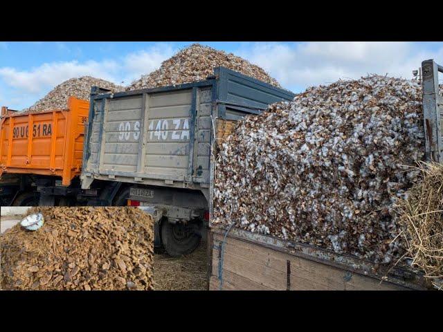 ХОРАЗМ ЕМ ХАШАК ШУЛХА КУНЖАРА КОВУН ТАРВУЗ БЕДА НАРХЛАРИ 09.03.2025