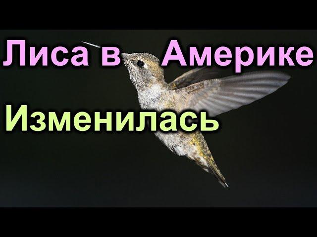 Лиса в Америке. Изменилась