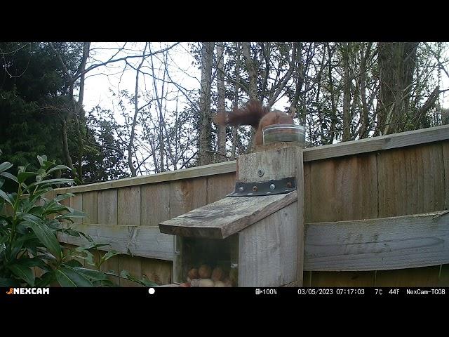 red squirrel thirsty