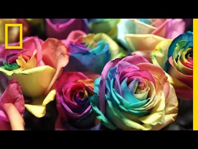 See How Valentine’s Day Roses Make It From Ecuador to You | National Geographic