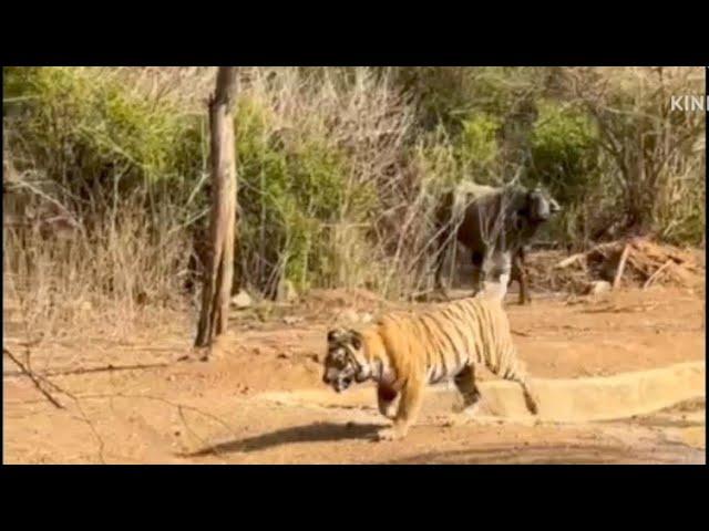 Male Buffalo chasing Tiger away from the water hole.