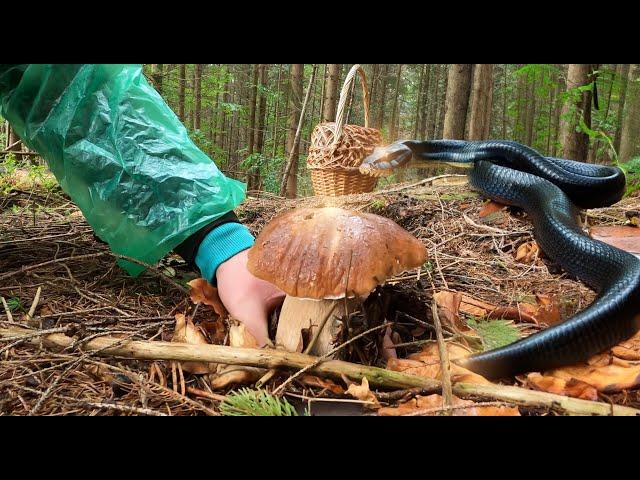 Secret forest - Porcini MUSHROOMS and SNAKE - LILY IN A SHOCK HOW MANY ARE THERE - Carpathians #2