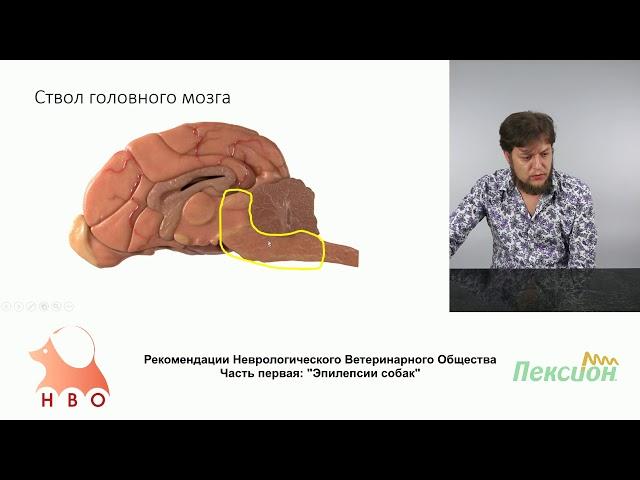 2 - 2 - Албул А. В. - Неврологический осмотр пациента с приступами