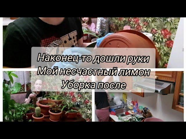 Занимаюсь цветами🪴фикусу хана/    Мотивация на уборку.