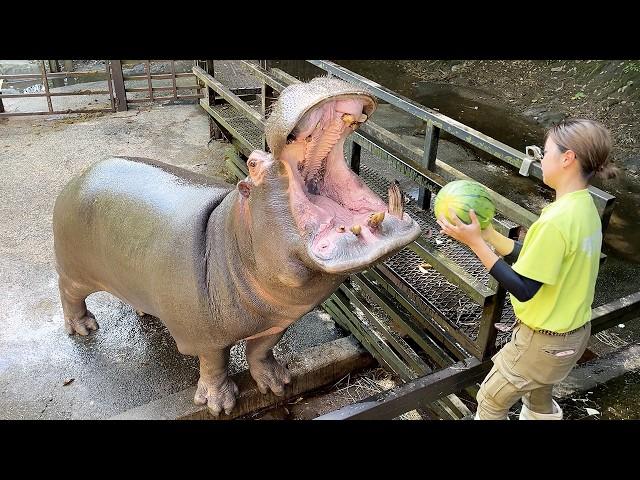 Hippos eat watermelons!? Japan's amazing zoo!! | Nagasaki BIOPARK