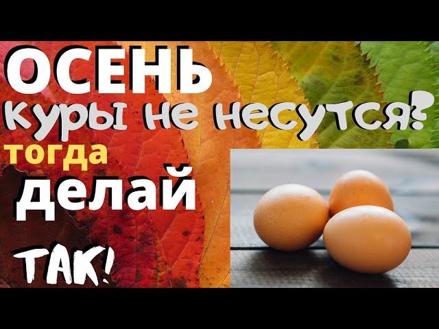 Куры плохо несутся - Смотри как помочь! Что делать если куры перестали нестись?