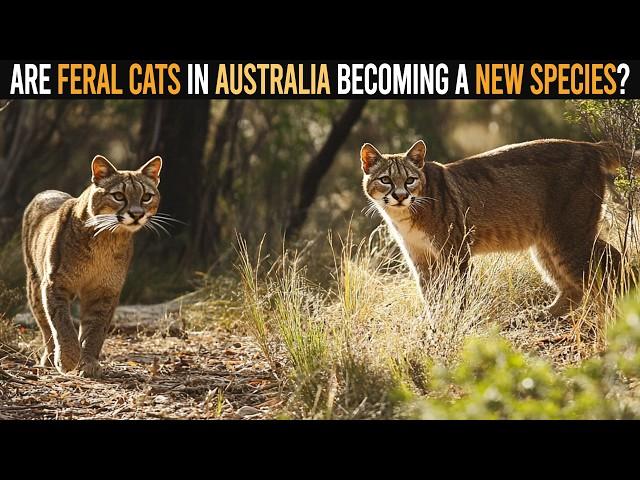 Are Feral Cats in Australia Becoming a New Wildcat Species?