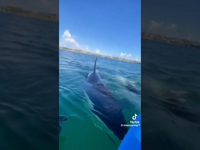 Orcas en la costa de Auckland en Nueva Zelanda. Simply Spring. Tik Tok.