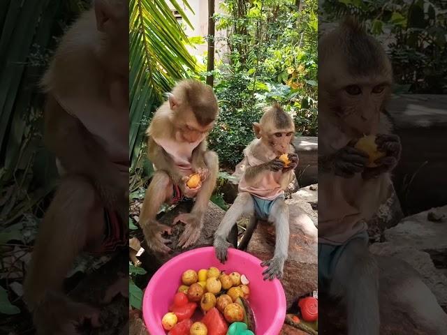 Baby monkey eating fruit #monkeysr #monkeydluffy #monkeychallenge #babymonkey #monkeyvideo #monkey