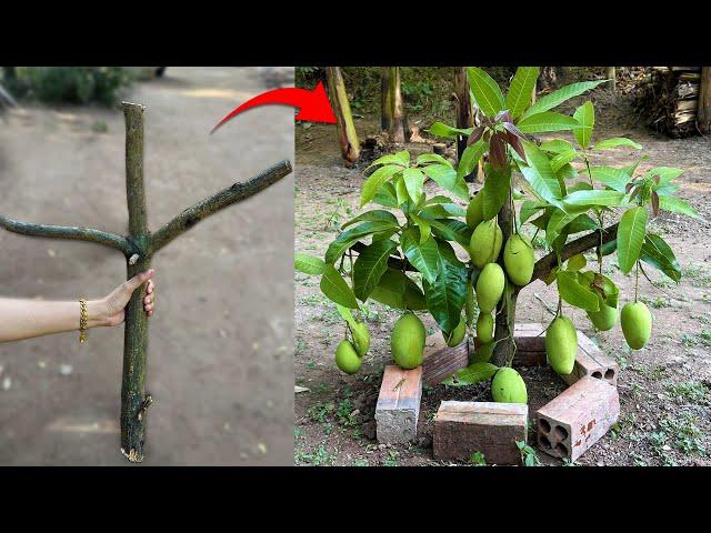 How to grafting mango trees with aloe vera to get fast fruit in a short time