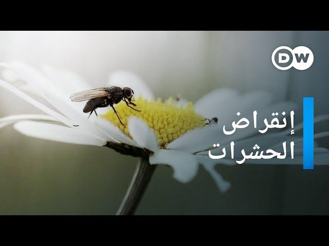 وثائقي | الحشرات على طريق الانقراض | وثائقية دي دبليو