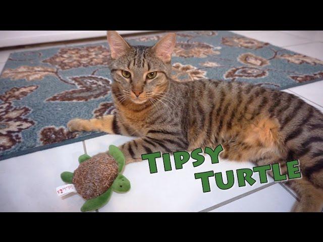 Tipsy Turtle from Petlinks