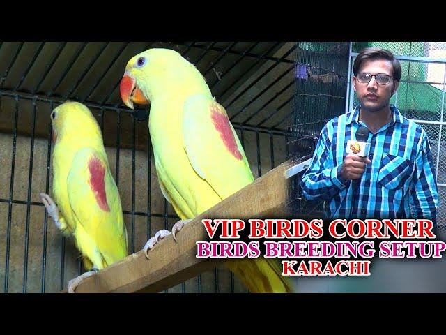 Yellow Alexandrine Parrots Sun Conure African Grey Parrot at Vip Birds Setup Video In Urdu/Hindi