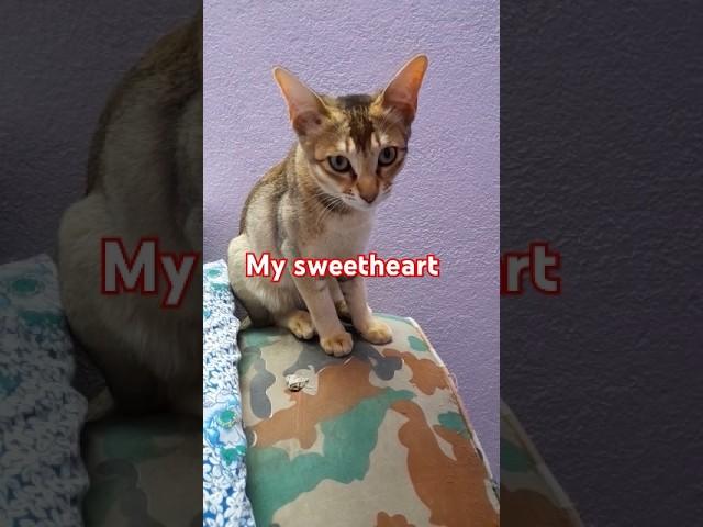 CAT'S LOVERS  @NeptyLimtha