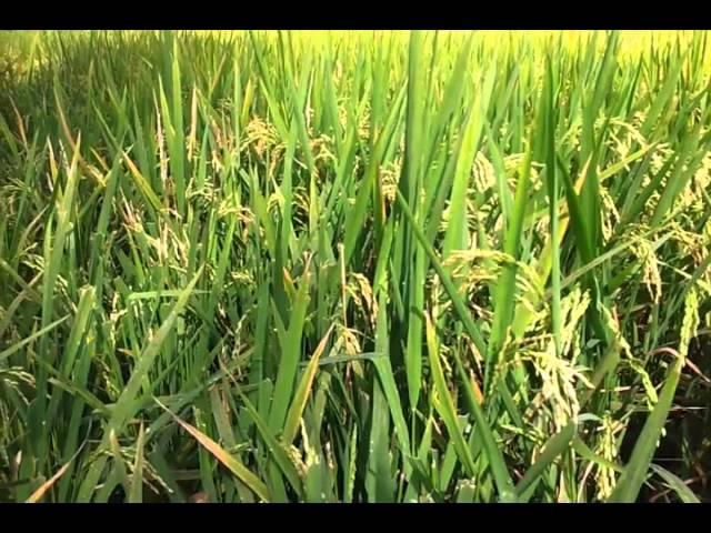 RICE| ORYZA SATIVA| STAPLE FOOD FOR MILLIONS