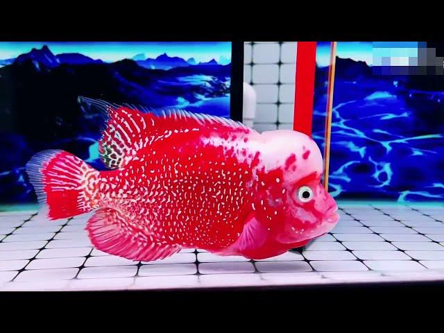 Gorgeous Red Parrot Kamfa Flowerhorn Cichlids | Flowerhorn Boss