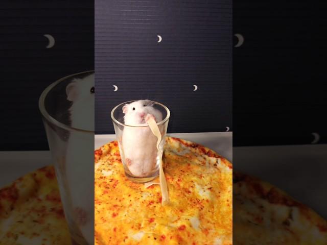 Hamster vs. Spaghetti!  Fastest Eater Ever?! #HamsterLife #SyrianHamster #FunnyAnimals