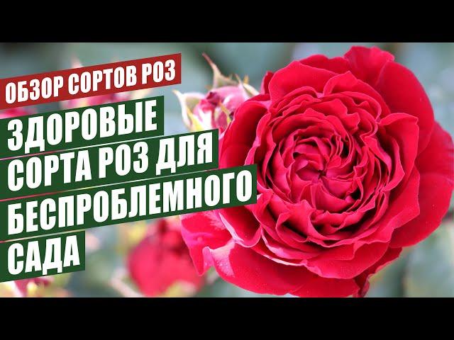 ЗДОРОВЫЕ СОРТА РОЗ ДЛЯ БЕСПРОБЛЕМНОГО САДА