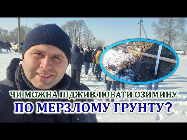 Чи можна підживлювати озимину по мерзлому грунту?