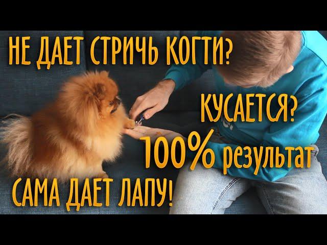 Как легко подстричь когти непослушной собаке? Метод, проверенный временем! #шпицТея