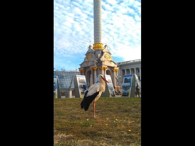 Аист на Майдане в Киеве / Stork on the Maidan in Kiev (28.09.2015)