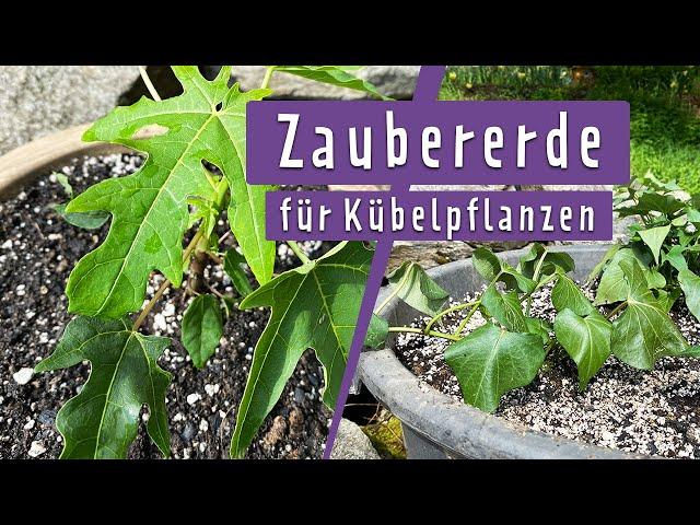 DIY: Pflanzerde selber mischen | MDR Garten