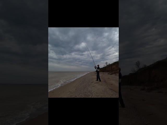 Пеленгас #fishing #рибалка