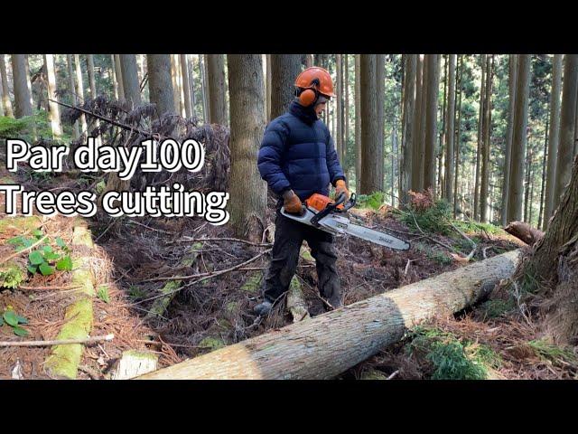 Daily 100 trees  cutting 