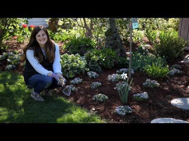 Mass-Planting ‘Blushing Princess’ Alyssum  // Garden Answer