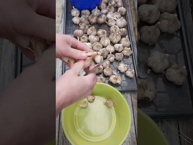 Посадка Чеснока. #домашнийвлог #дача #рецепты #огород #сад #садоводство