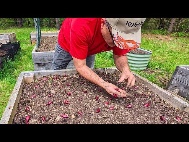 Raised Bed Work and Planting Potato and Onion Seeds