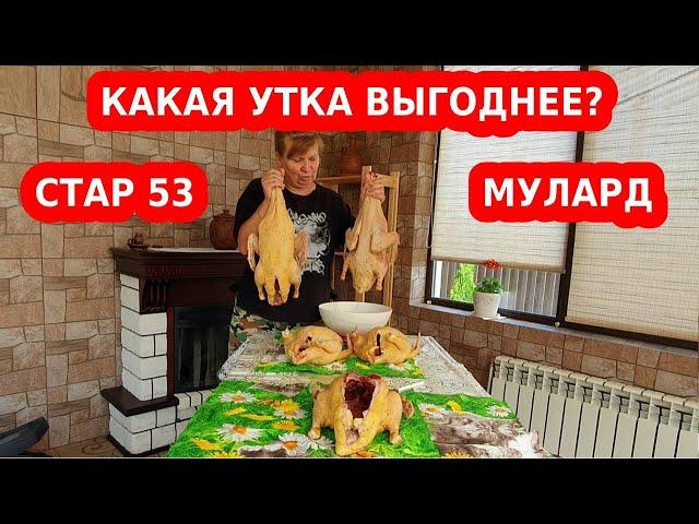 Какая утка мясная, быстро растет: стар 53 или мулард