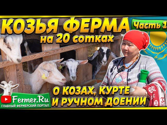 Козоводство для начинающих. Альпийские, зааненские козы. Дойка коз вручную. Как делают курт?